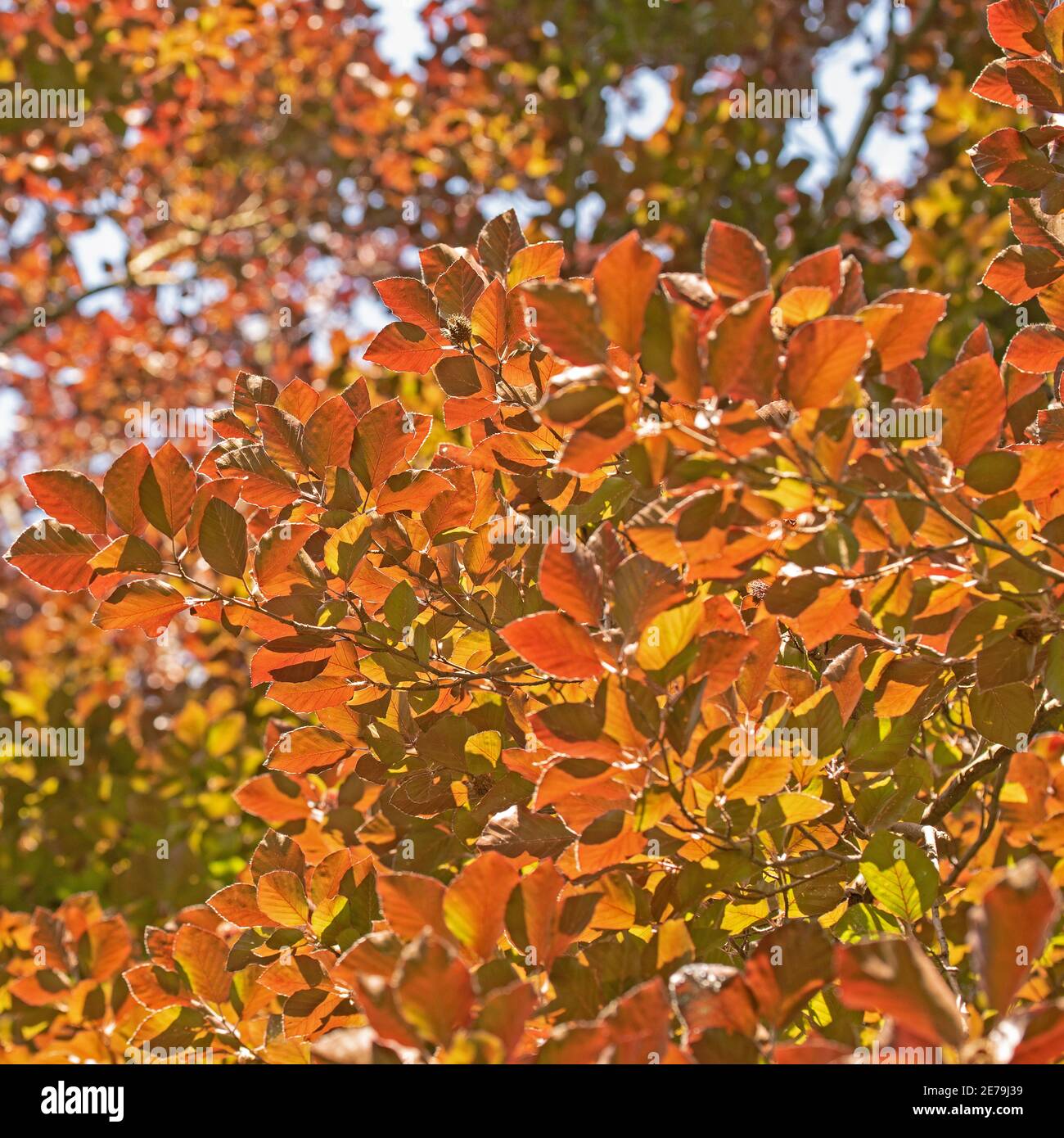 Copper beech, Fagus sylvatica, in early summer Stock Photo Alamy