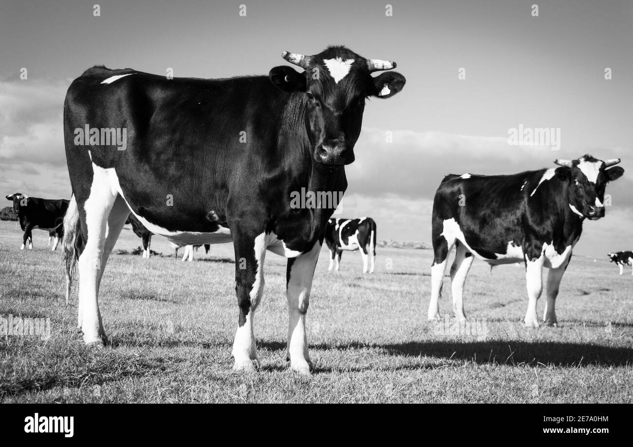 Black and white Friesian cows in field in Southland New Zealand Stock ...