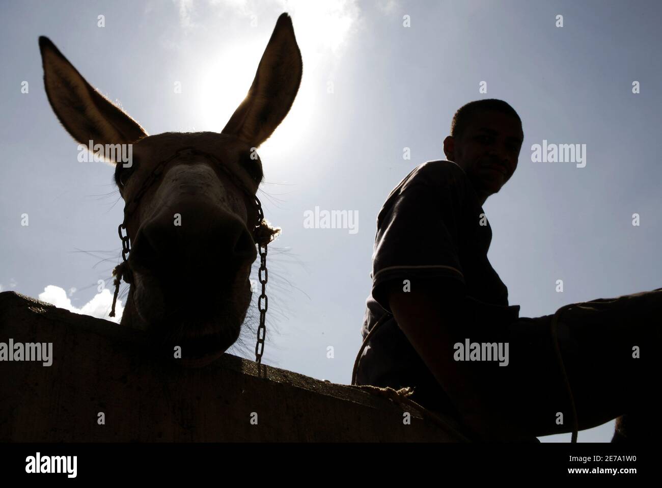 A rider and his donkey wait before the start of the traditional donkey