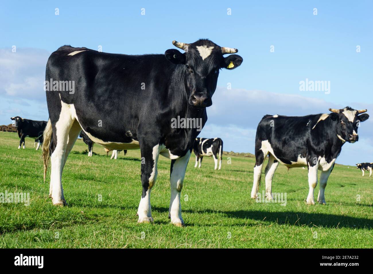 Cows field in new zealand hi-res stock photography and images - Alamy