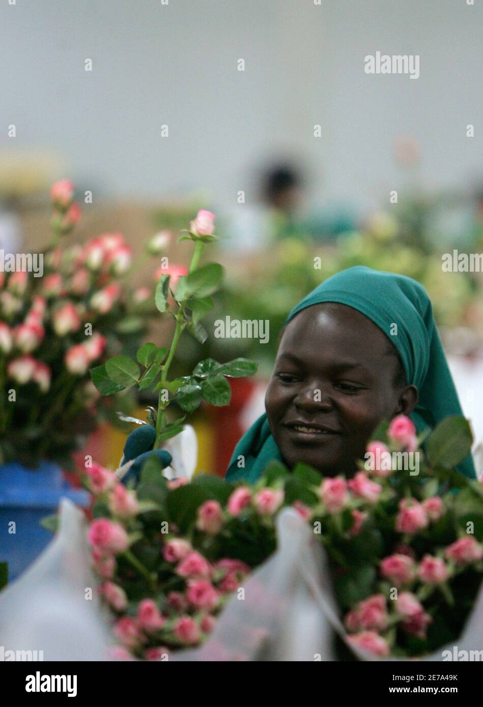 Kenya flower farms hires stock photography and images Alamy