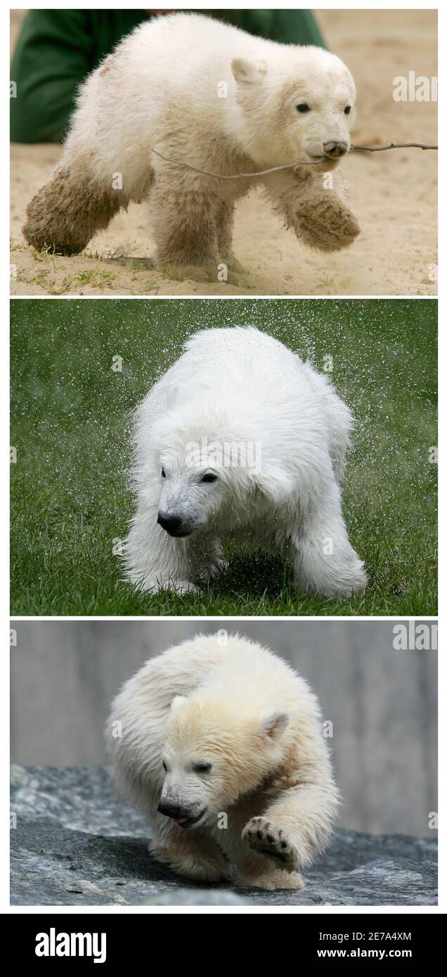 minneapolis zoo s skinny polar bears