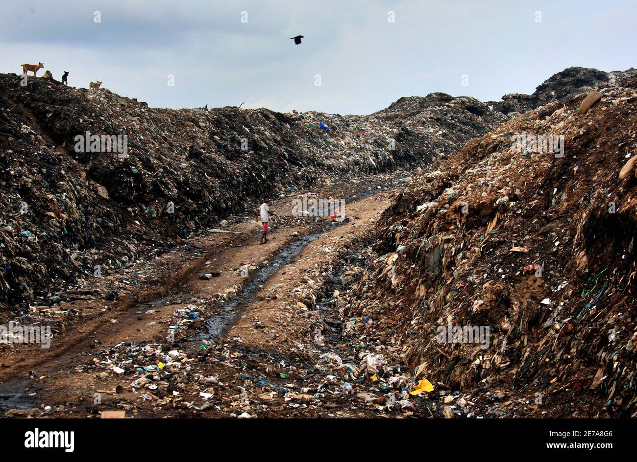 Landfill site lankan hires stock photography and images Alamy