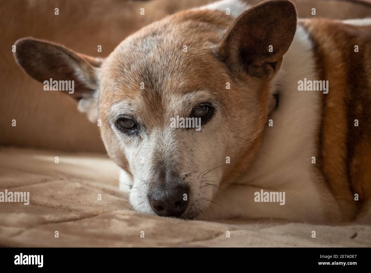 A senior Jack Russell Terrior relaxes on a couch Stock Photo Alamy