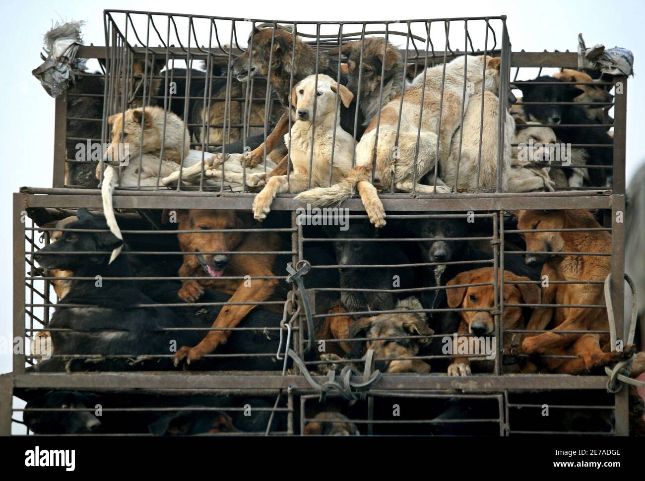 Dogs look out of their cages from a truck on a motorway on the outskirts of  China's capital Beijing April 8, 2006. Dog meat is a speciality in the  Chinese cuisine, especially