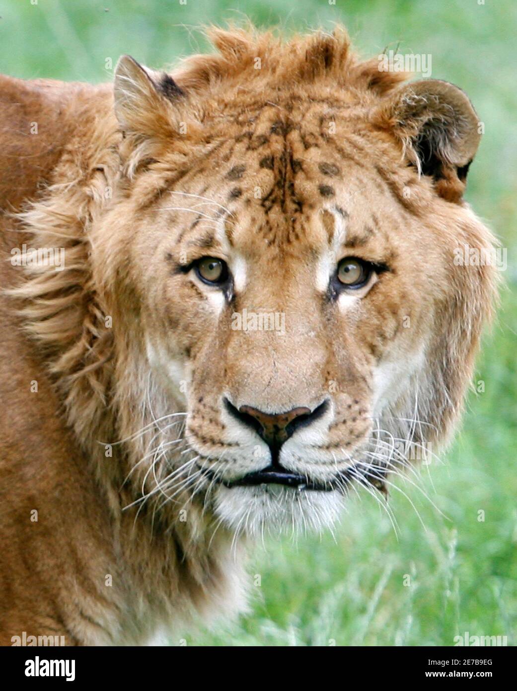 Liger High Resolution Stock Photography and Images - Alamy