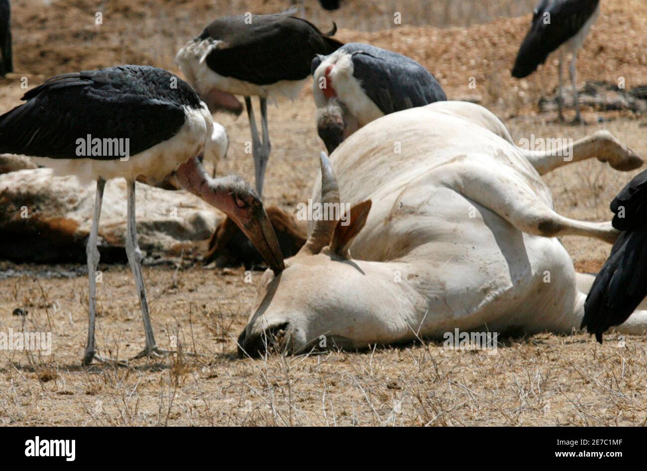A marabou stork feeds on the carcass of a cow in a paddock near the Kenya Meat Commission (KMC) factory in Athi River, 50km (31 miles) east of the capital Nairobi, September 16, 2009. Farmers are making their way to the recently revived KMC in a bid to cut their losses by selling their drought-stricken livestock for meat. REUTERS/Thomas Mukoya (KENYA DISASTER ENVIRONMENT SOCIETY BUSINESS AGRICULTURE) Stock Photo
