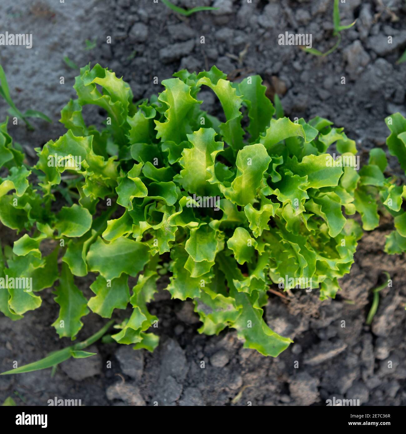 Fresh green Iceberg lettuce plant at farm. Home grown lettuce mazur
