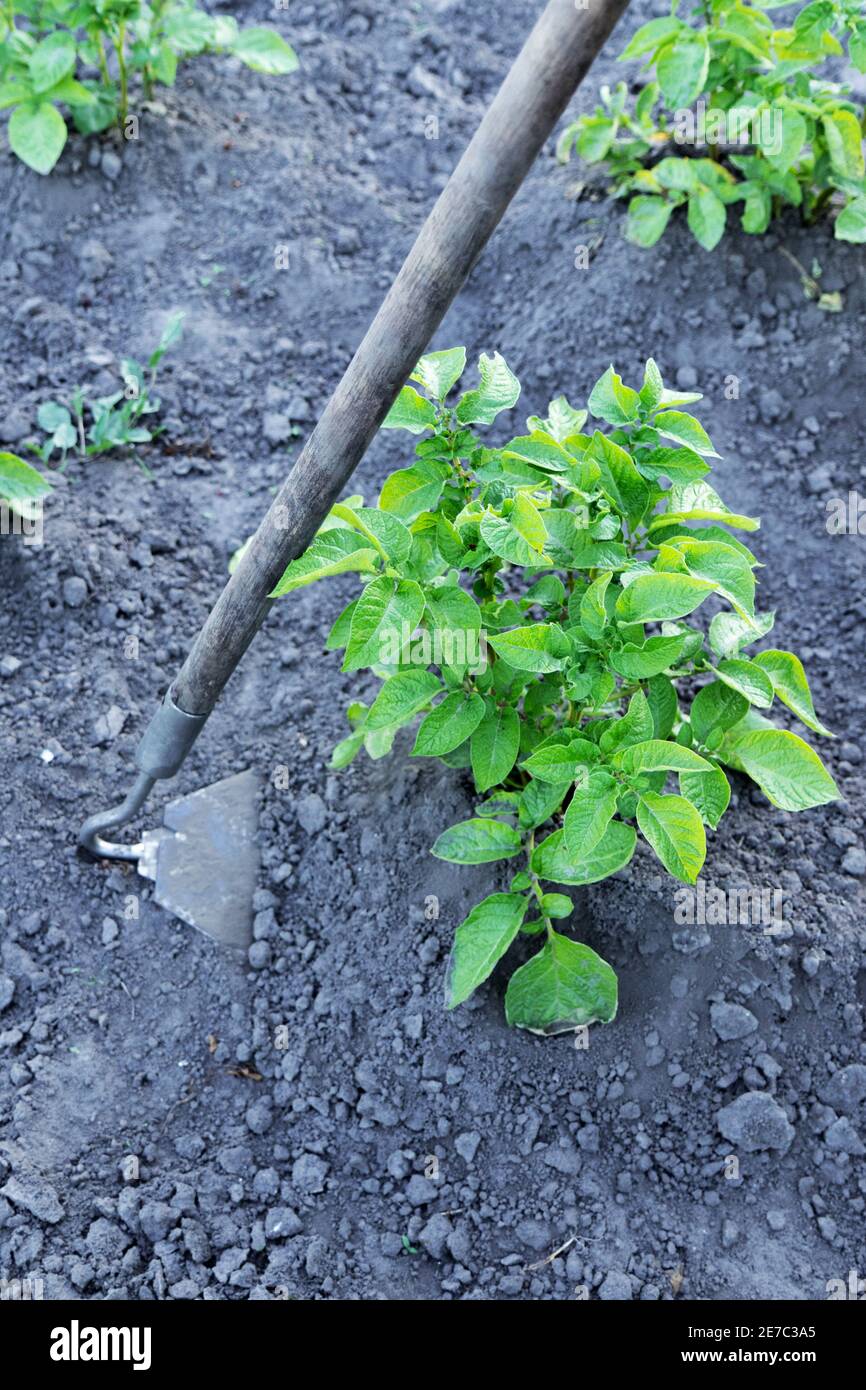 Gardener pull up weeds with a hoe in the potato. Young potato plant growing on the soil. Potato bush in the garden. Stock Photo