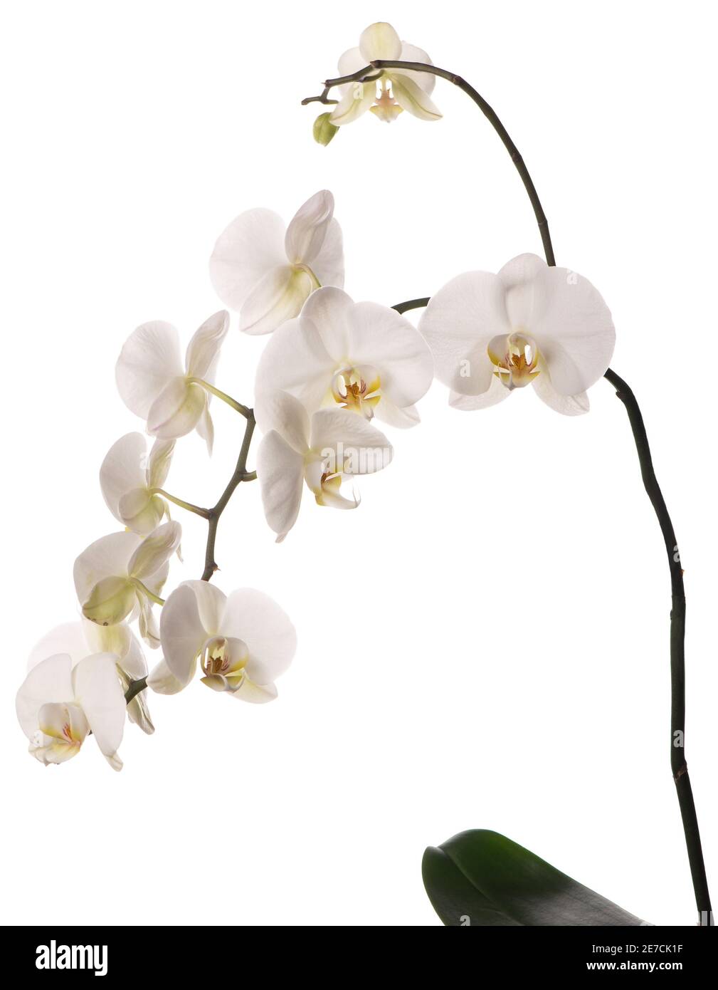 Branch with beautiful tropical orchid flowers on white background Stock ...