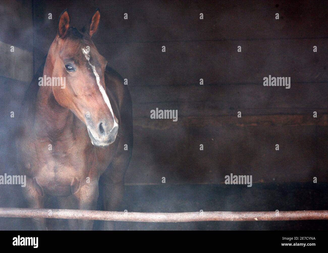 A horse is seen in its stable at Royal Selangor Polo and Riding 