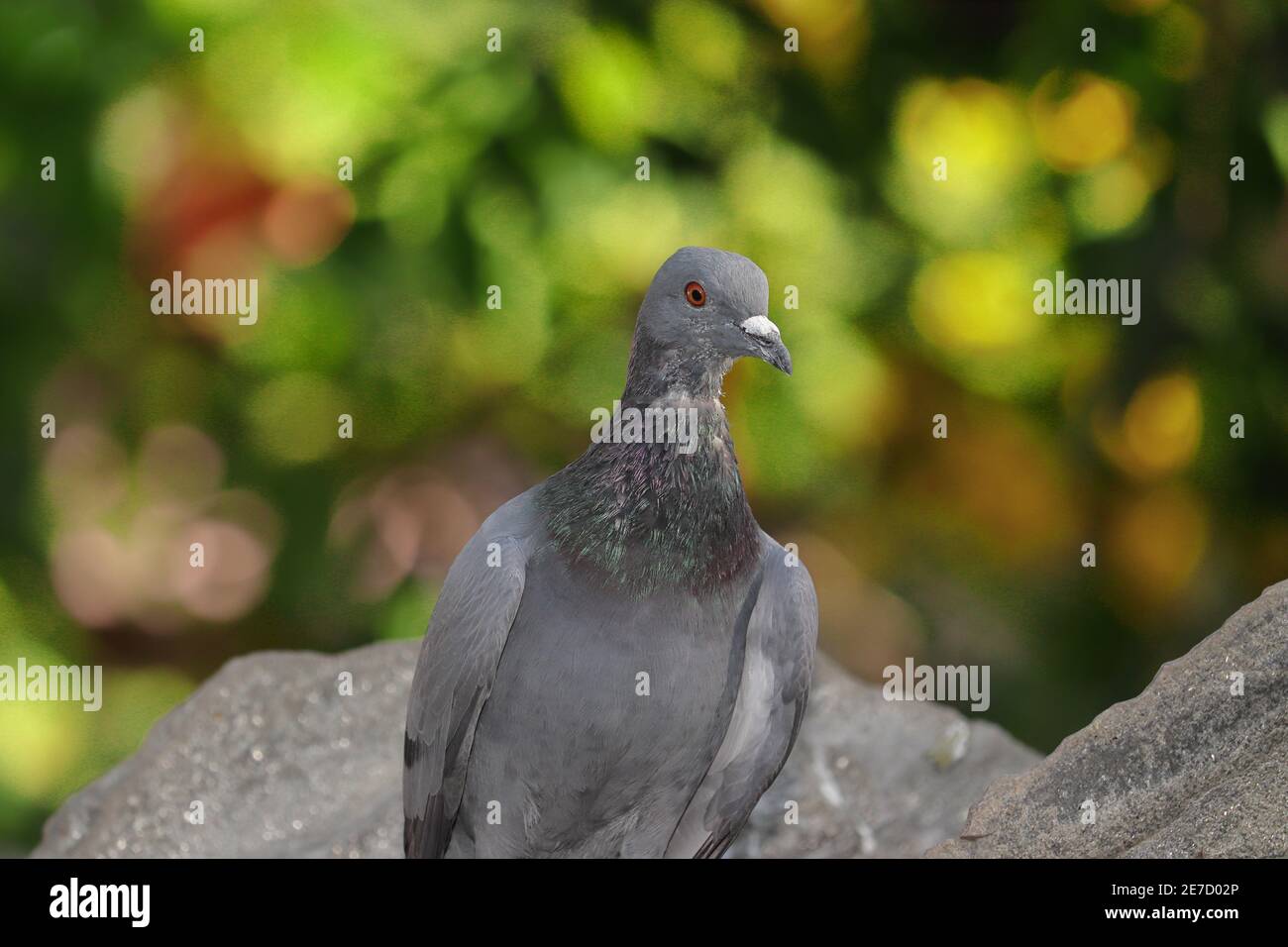Front photo showing a close view of the pigeon with blur background ,  india- Asia Stock Photo - Alamy