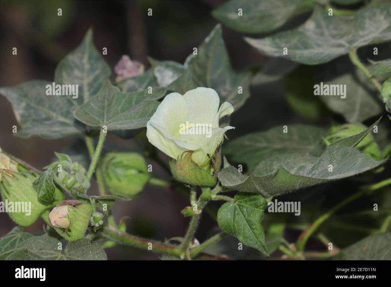 Cotton india harvest hi-res stock photography and images - Alamy