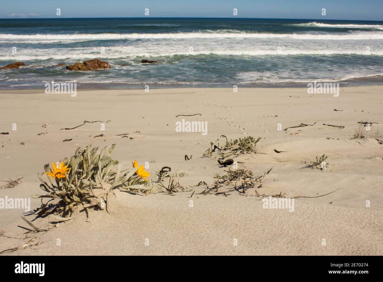 Gazania Splendidissima, an endemic semi succulent which have no common name, in bloom on a sandy section of beach, in the Namaqua National Park, RSA Stock Photo