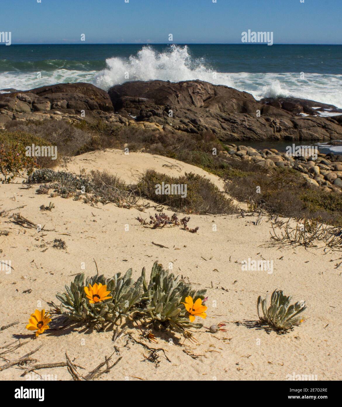 Gazania Splendidissima, in bloom on a sandy section of beach with waves breaking on the rocky shore in the Background, in the Namaqua National Park Stock Photo