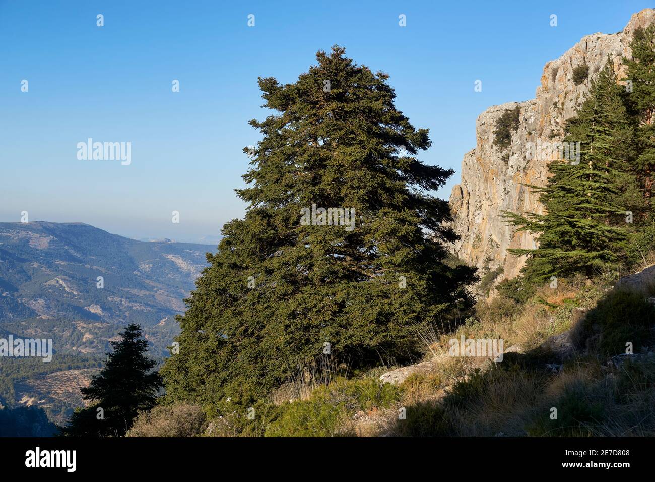 Pinsapos forest (Abies Pinsapo) in the Yunquera fir forest of the Sierra de las Nieves national park in Malaga. Andalusía, Spain Stock Photo