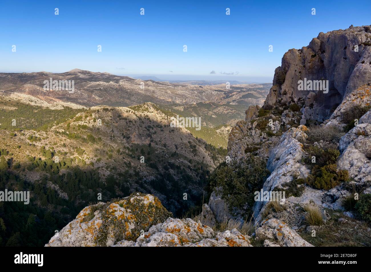 Pinsapar (Abies Pinsapo) y Tajo Albercas in the Sierra de las Nieves national park in the municipality of Yunquera in Malaga. Andalusia. Spain Stock Photo