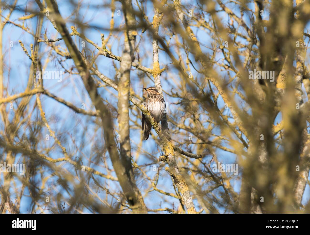 Redwing (Turdus iliacus) perched in a tree Stock Photo