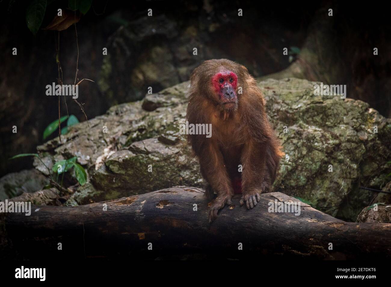 Stump-tailed macaque, a large, furry monkey tricky on the ground. Lives ...