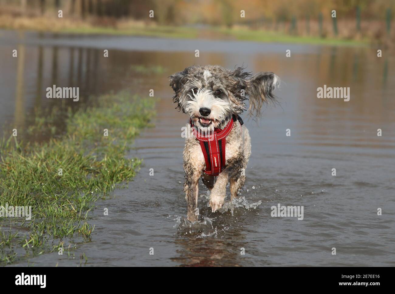 Cookie the cockapoo dog enjoys having a splash in the flooding in ...