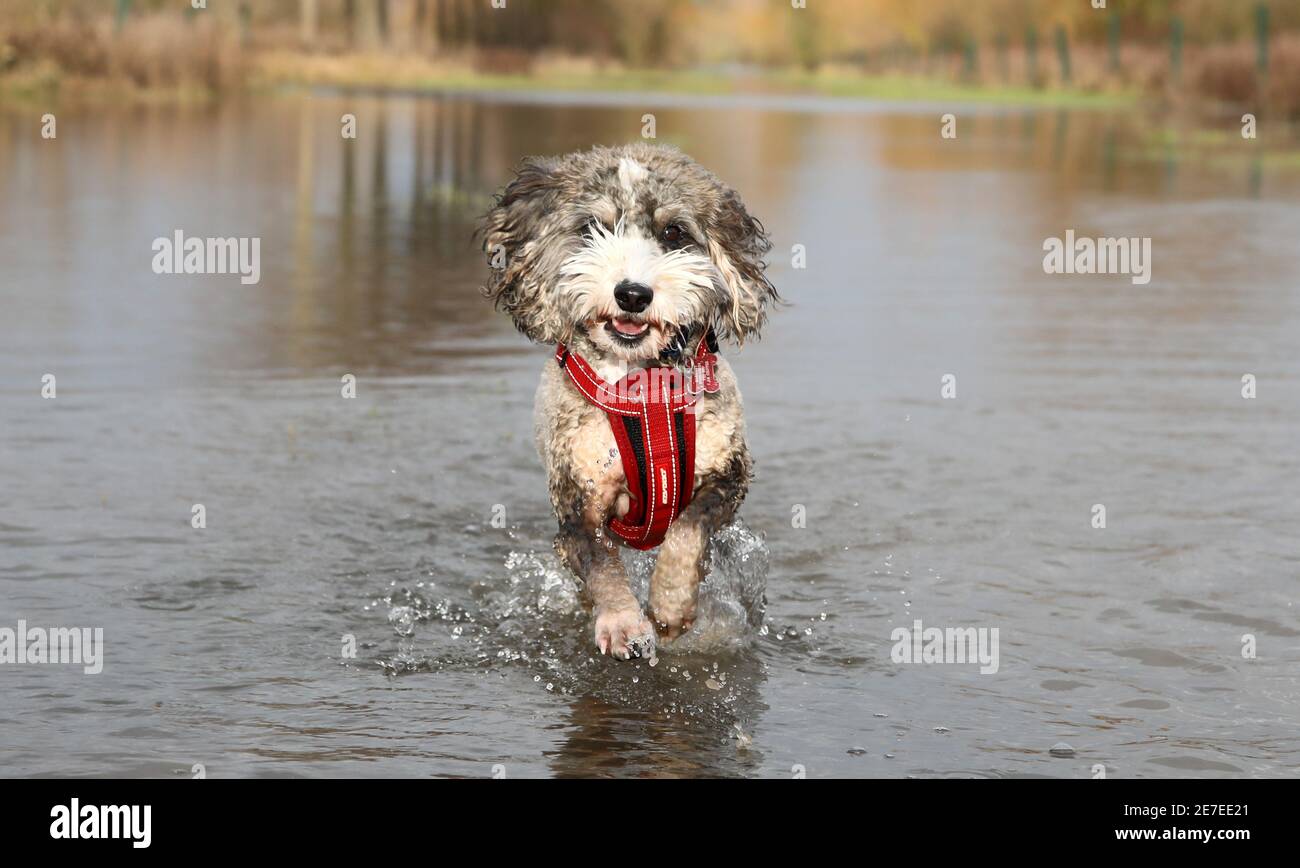 Cookie the cockapoo dog enjoys having a splash in the flooding in ...