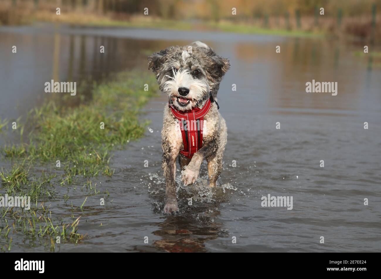 Cookie the cockapoo dog enjoys having a splash in the flooding in Peterborough, Cambridgeshire, as the River Nene full of floodwater from melted snow and heavy rain has overtopped the riverbanks. Stock Photo