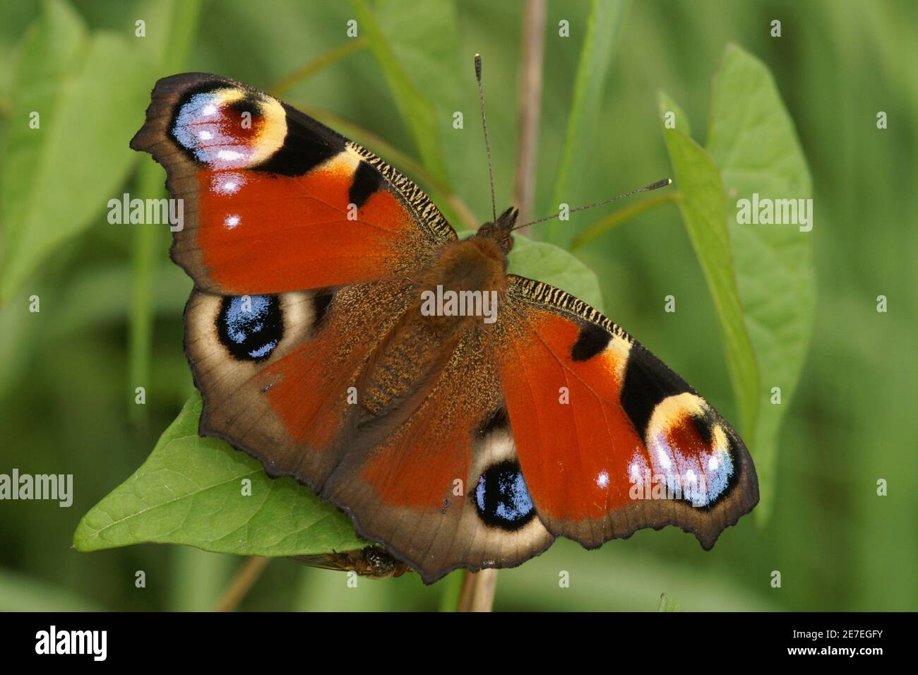 Close up of a fresh colorful Peacock butterfly , Inachis io Stock Photo