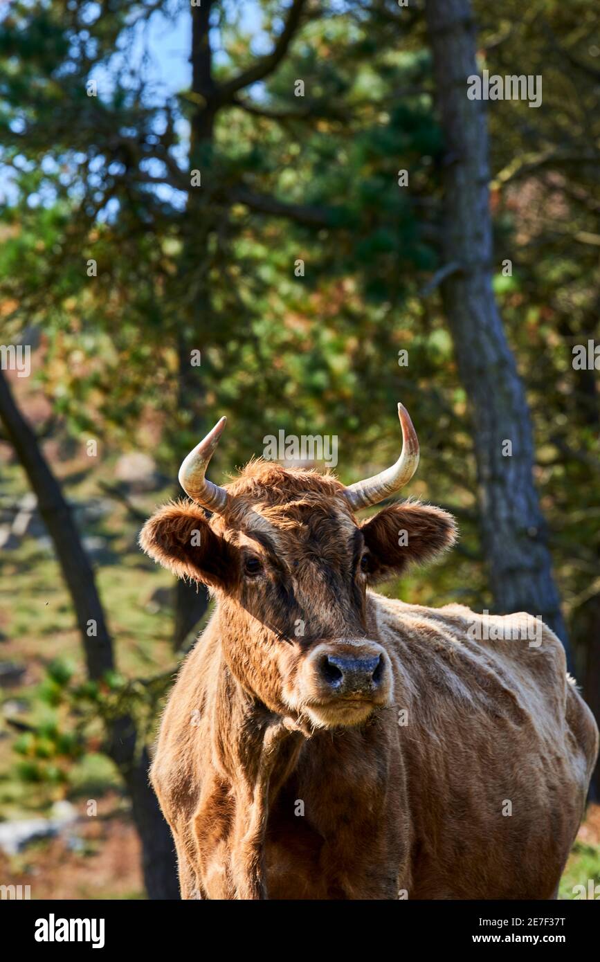 Cow looking at camera, Castro Urdiales, Cantabria,Spain, Europe Stock ...