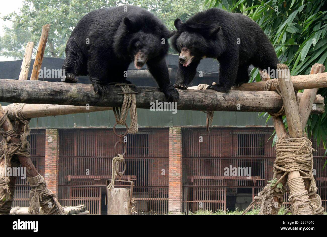 Two endangered Asiatic black, or moon bears play on a log in an enclosure  at Animals Asia's rescue centre for ex-farm bears in Sichuan Province in  this August 8, 2007 file photo.