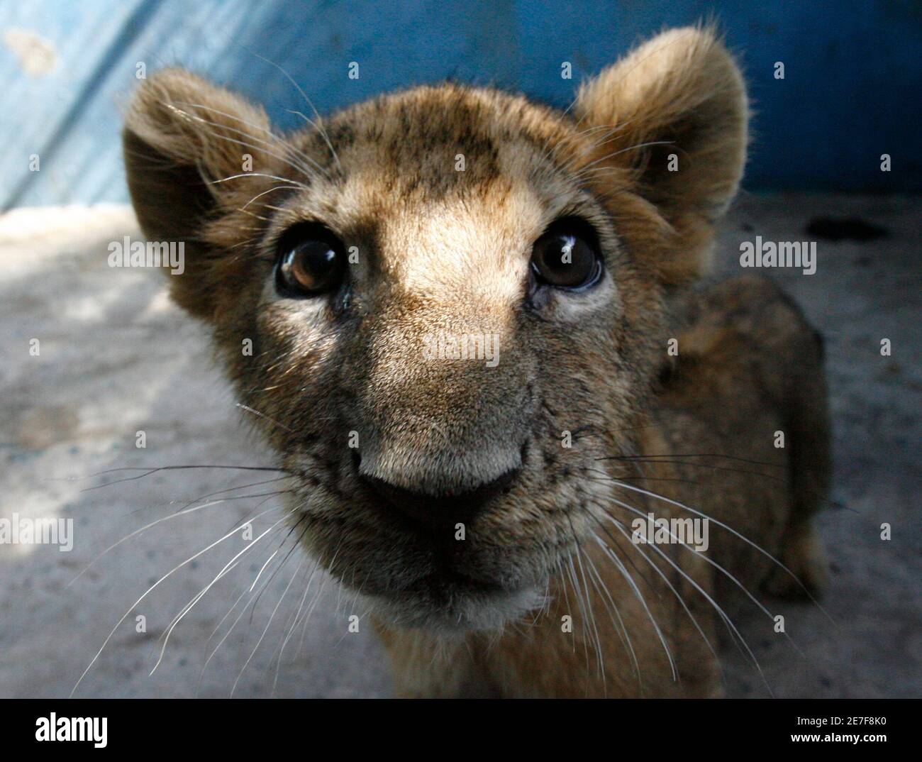 An 80-day-old lion cub looks at the camera while standing in its cage at the National Zoo in Havana August 7, 2008. REUTERS/Claudia Daut (CUBA Stock Photo - Alamy An 80-day-old lion cub looks at the camera while standing in its cage at the National Zoo in Havana August 7, 2008. REUTERS/Claudia Daut (CUBA Stock Photo - Alamy