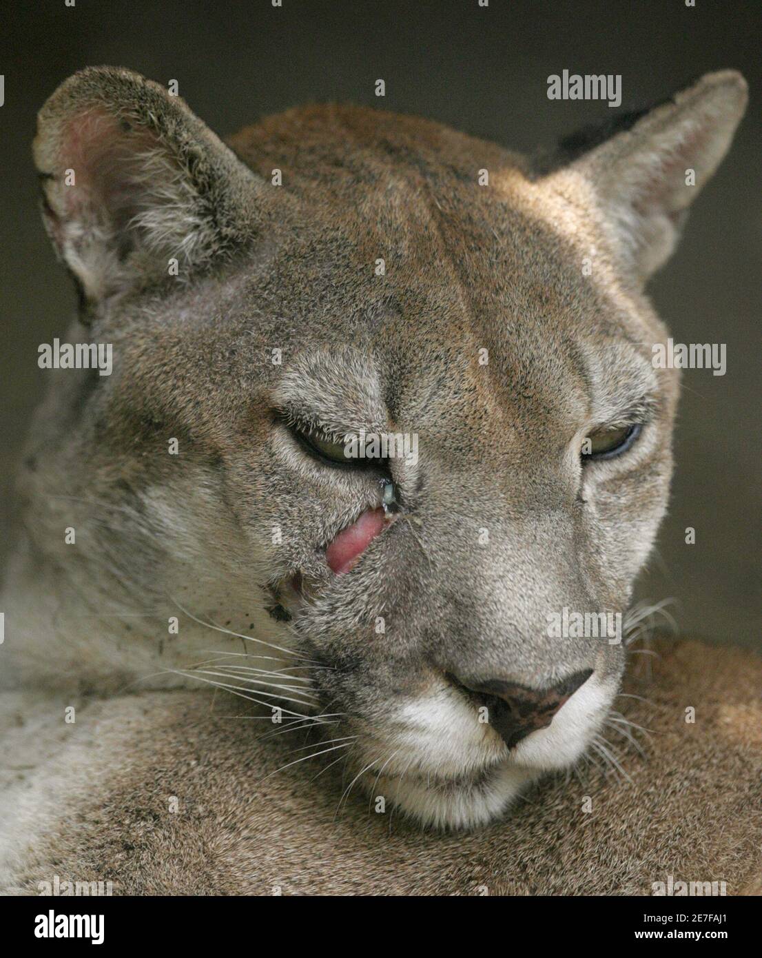 A puma with an injury under his right eye is seen in its cage in Cali April  18, 2009, after being rescued by Ana Julia Torres. Torres is a teacher whom  for