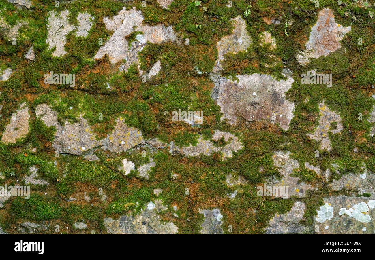 Texture of gray stone wall covered with lichen and moss Stock Photo - Alamy