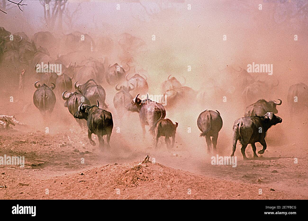 Retreating buffalo Kenya Stock Photo