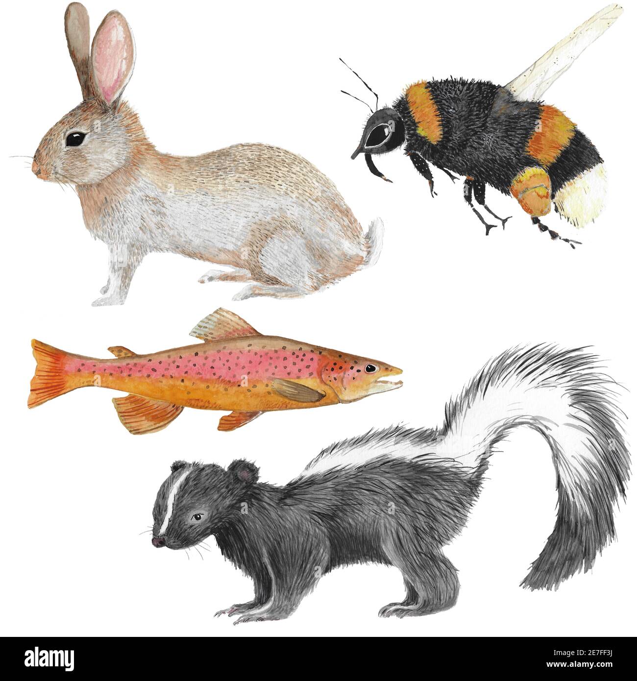 Four different forest animal illustrations in watercolor as skunk, river trout,rabbit and honey bee Stock Photo