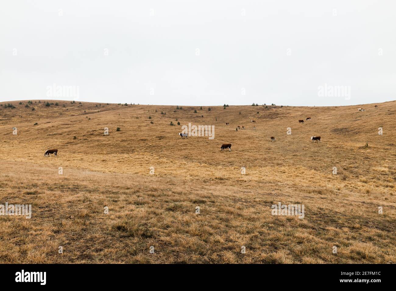 Herd of cows on a meadow in autumn morning Stock Photo