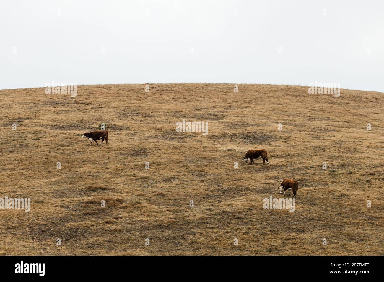 Herd of cows on a meadow in autumn morning Stock Photo