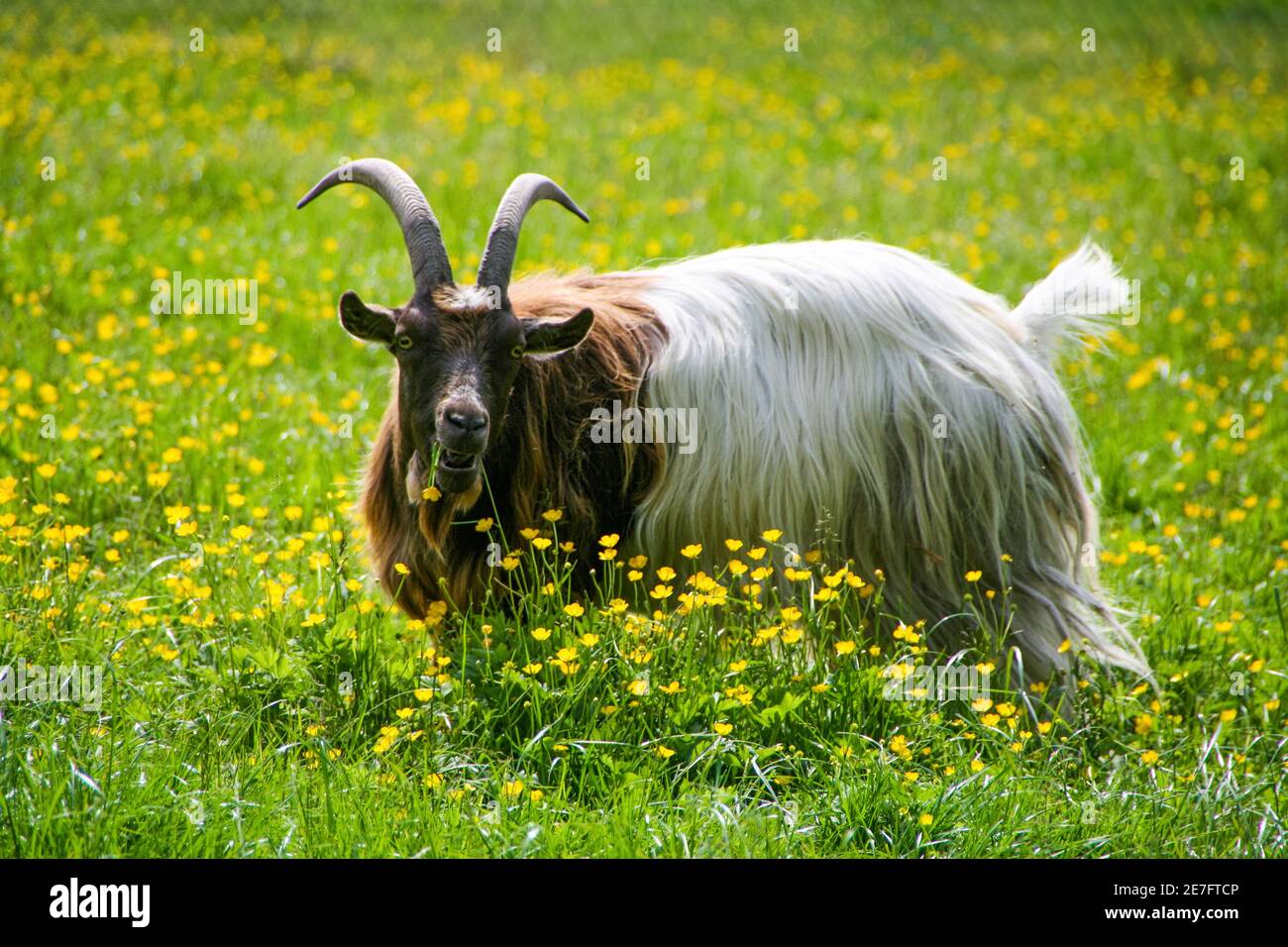 A goat with impressive horns stands in a meadow with yellow flowers. Stock Photo