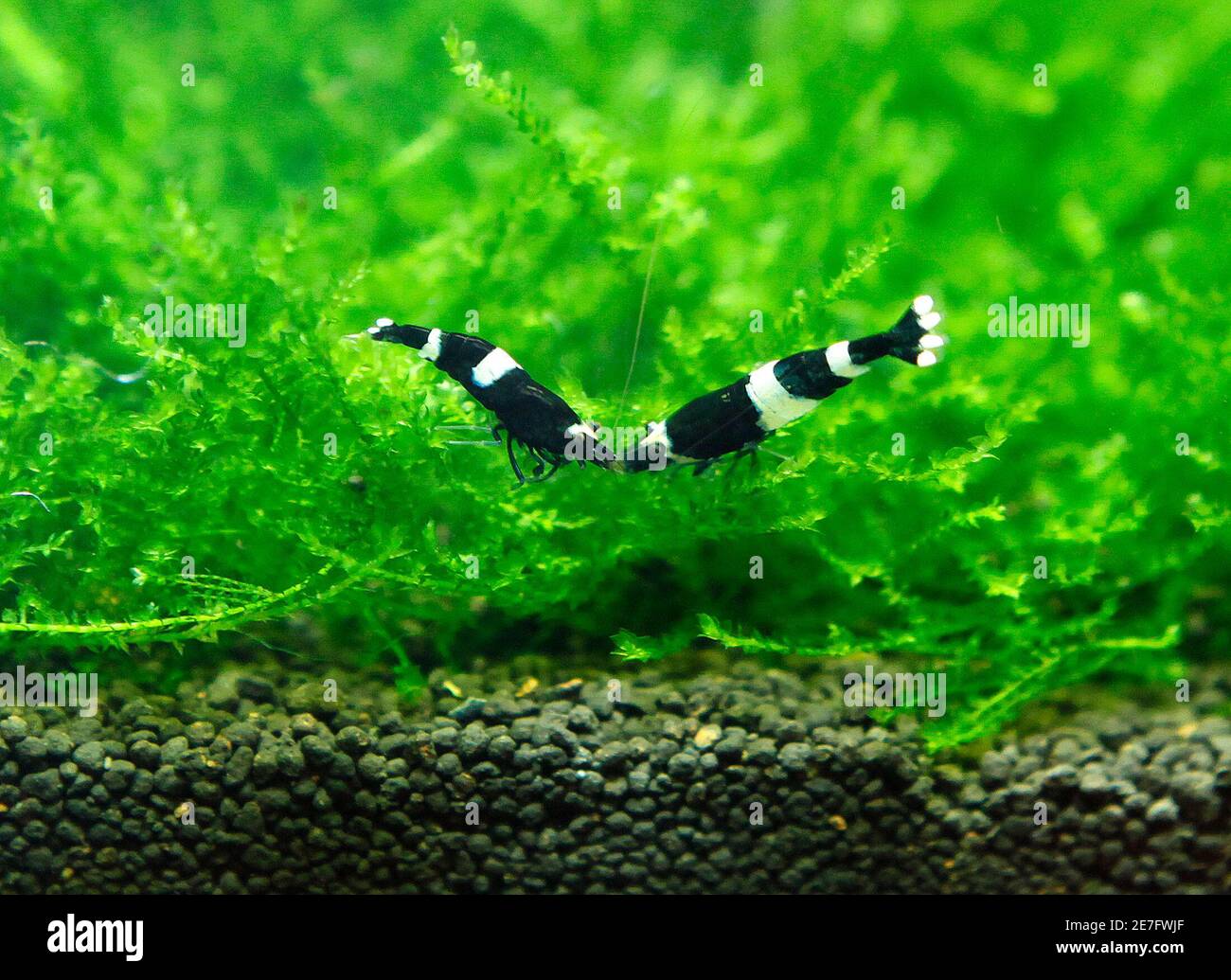 tiny white shrimp in aquarium