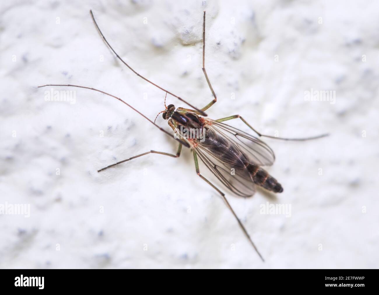 Buzzer midge (Chironomus plumosus). Chironomus plumosus larvae are the most natural aquarium fish food Stock Photo