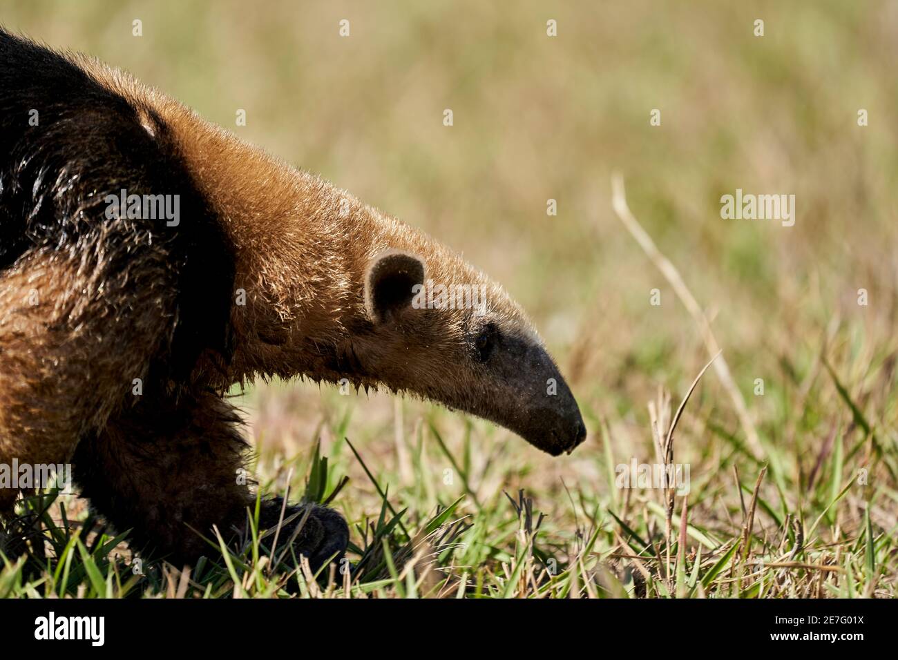 close up of a southern tamandua, Tamandua tetradactyla, also collared anteater or lesser anteater, is a species of anteater from South America, foragi Stock Photo