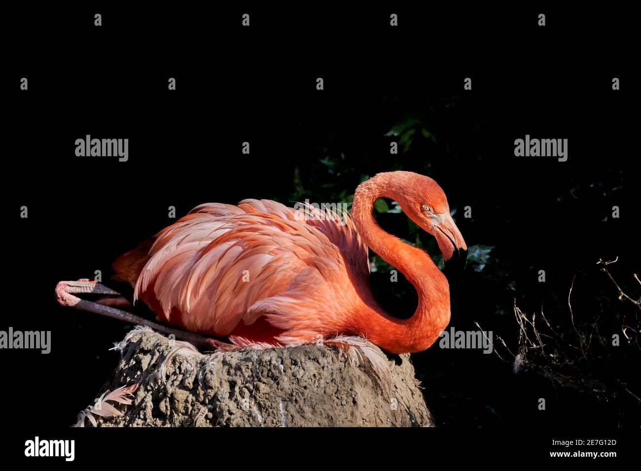 American flamingo, Phoenicopterus ruber, Caribbean flamingo is a tall pink colored bird and lives in north america and Galapagos Islands. Sitting on i Stock Photo