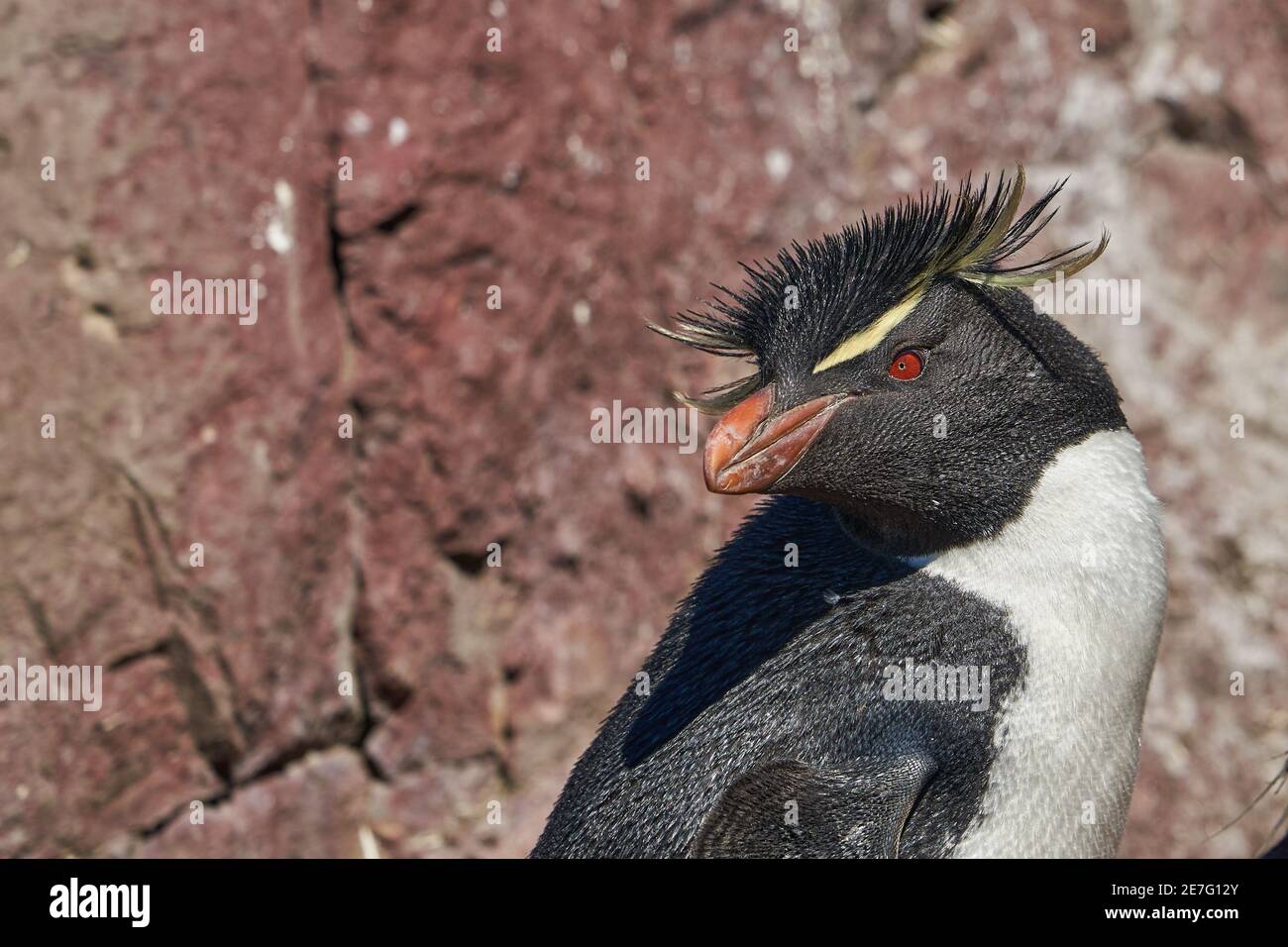 Eudyptes chrysocome is the rock hopper penguin also known as crested  penguin living on the rocky and steep cliffs of isla pinguino at the  atlantic coa Stock Photo - Alamy