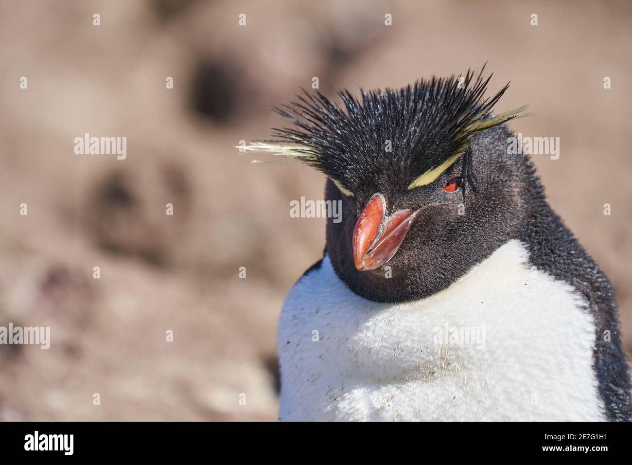 Eudyptes chrysocome is the rock hopper penguin also known as crested penguin living on the rocky and steep cliffs of isla pinguino at the atlantic coa Stock Photo