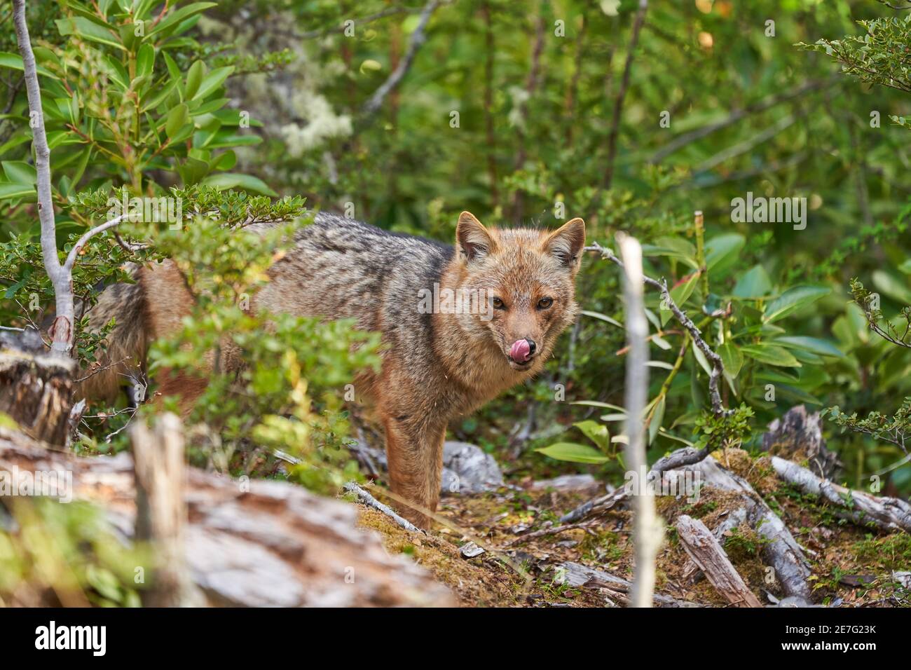 Lycalopex griseus, patagonian fox can be found on tierra del fuego, Patagonia, south america Stock Photo