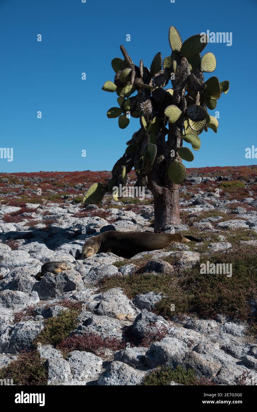 Galapagos land iguana and Galapagos sea lion resting in the shadow of a tree opuntia at South Plaza at the Galapagos Islands. Stock Photo