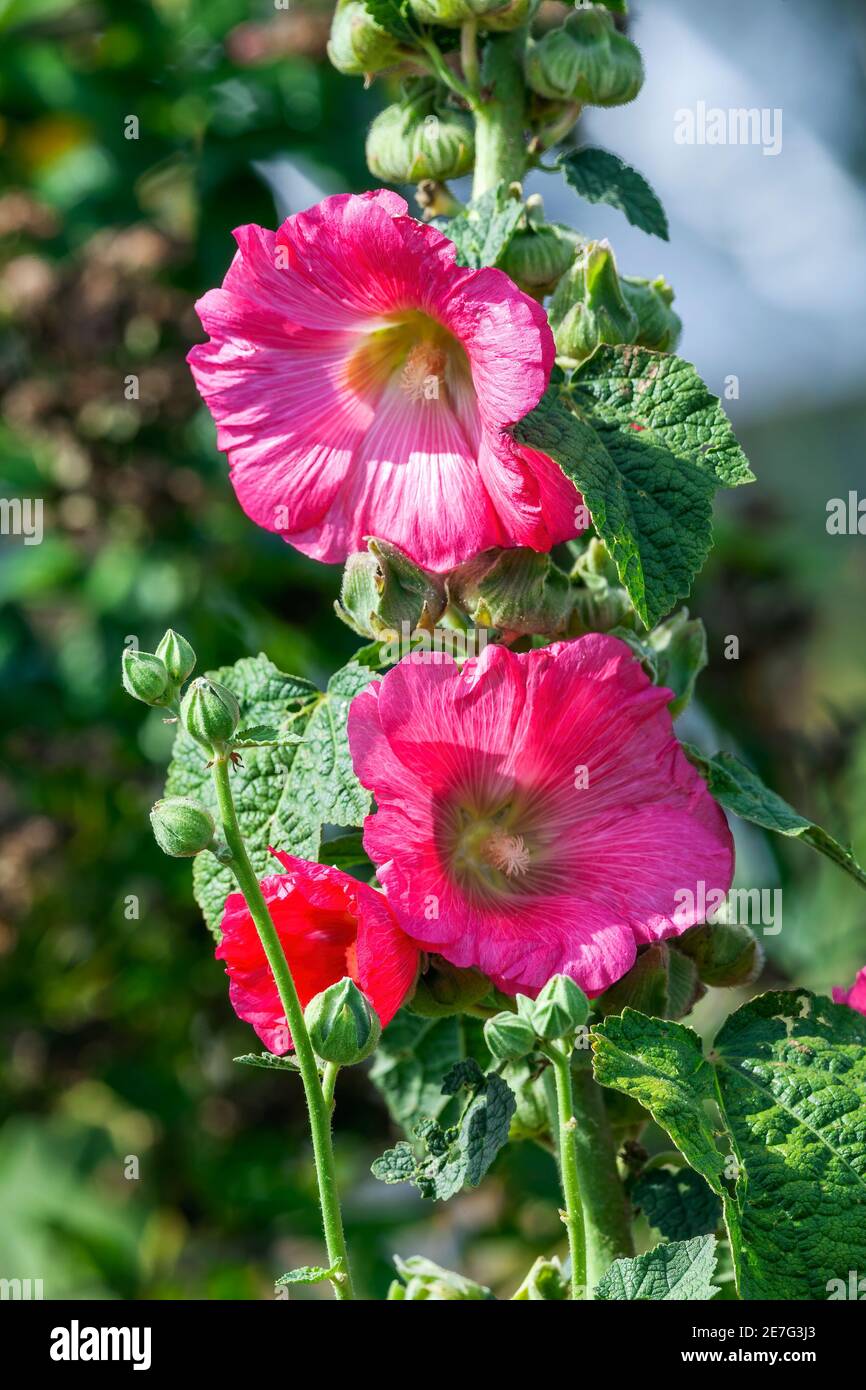 Alcea (althaea rosea) a tall flowering plant commonly known as Hollyhock with a burgundy red flower during the spring and summer season, stock photo i Stock Photo