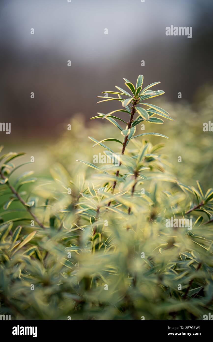Closeup vertical shot plant hi-res stock photography and images - Alamy