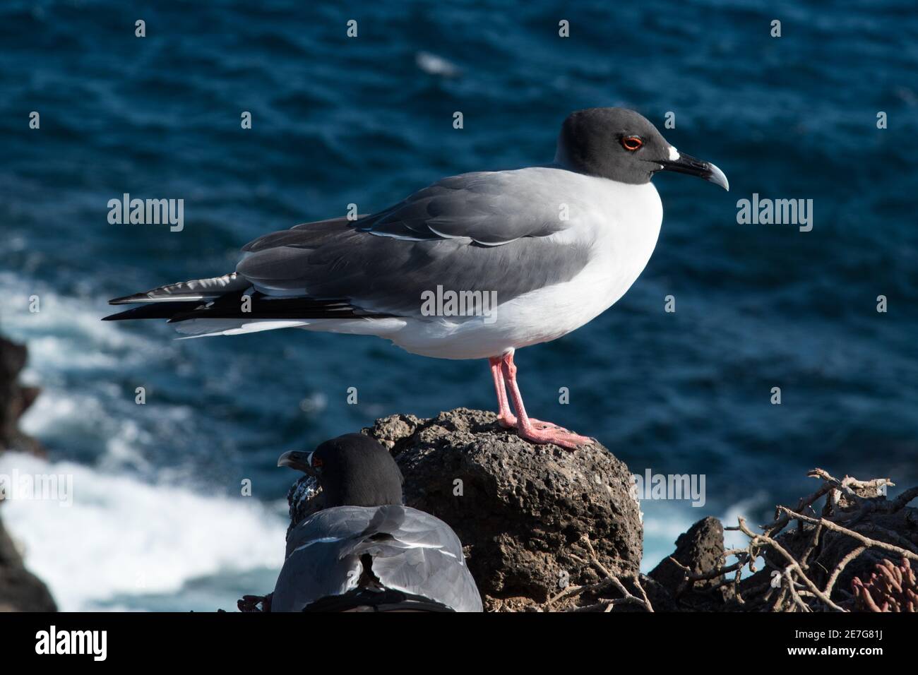 Swallow-tailed gull standing on lava rocks at the coast of South Plaza at the Galapagos Islands. Stock Photo