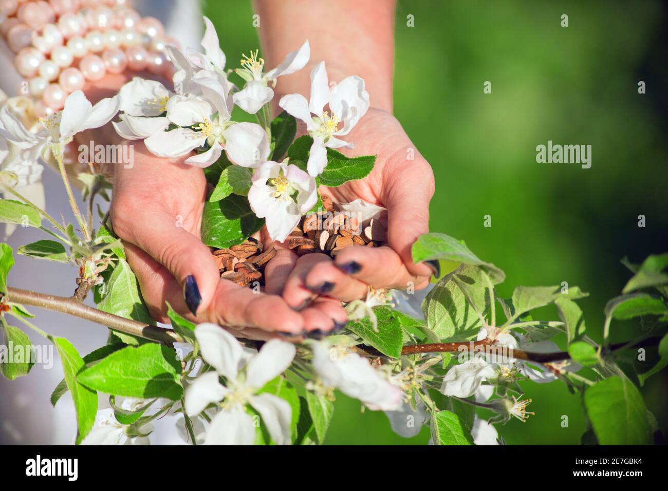 Wooden hearts LOVE at woman hands behind blossom apple tree. Peace and harmony concept. holding Heart shape Love symbol holiday Valentines Day Stock Photo