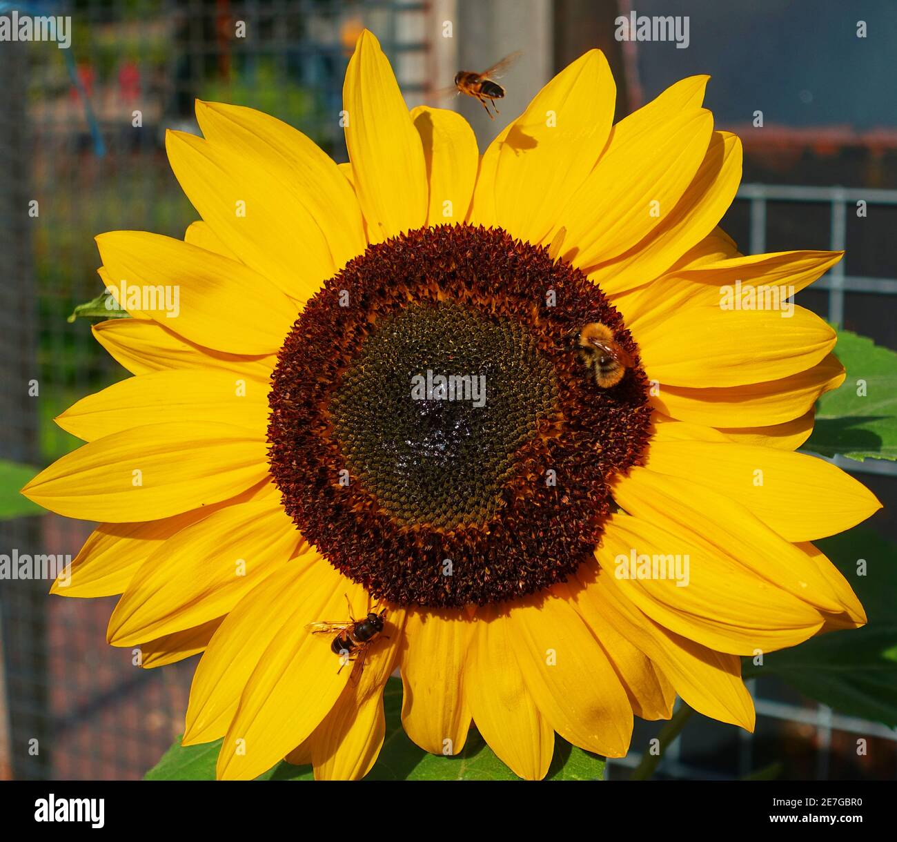 Sunflower with bees Stock Photo